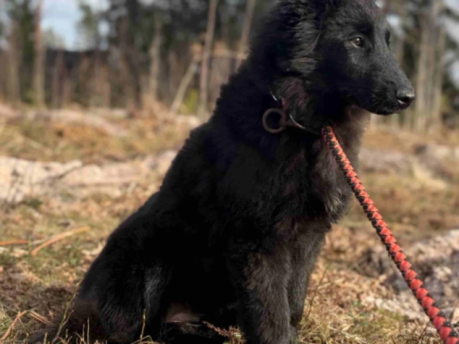 Belgian Tervuren puppy for sale