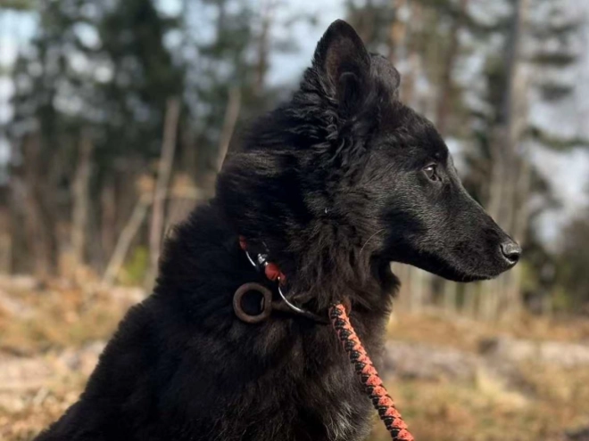 Belgian Tervuren puppy for sale