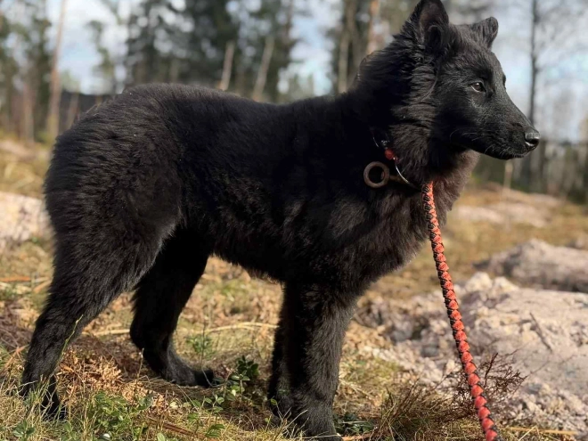 Belgian Tervuren puppy for sale