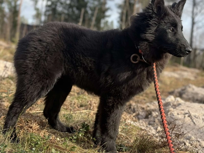 Belgian Tervuren puppy for sale