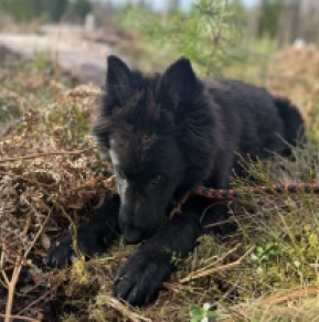 Belgian Tervuren puppy for sale