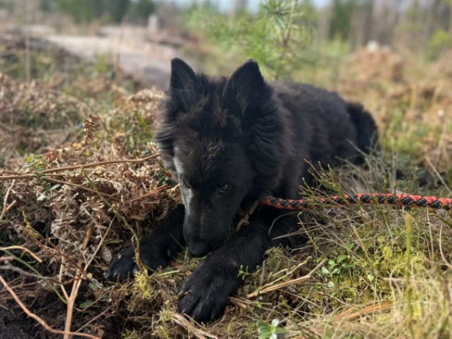 Belgian Tervuren puppy for sale