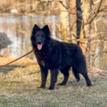 Belgian Tervuren puppy for sale