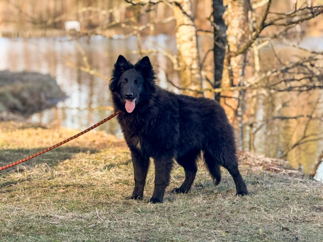 Belgian Tervuren puppy for sale
