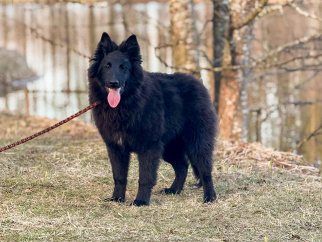 Belgian Tervuren puppy for sale