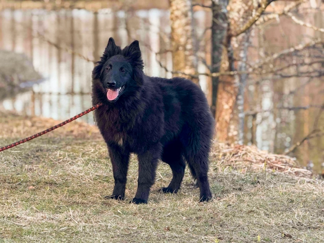 Belgian Tervuren puppy for sale