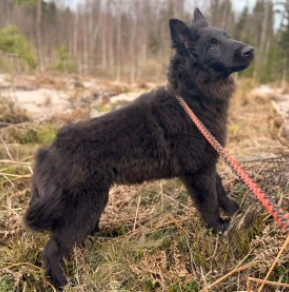 Belgian Tervuren puppy for sale