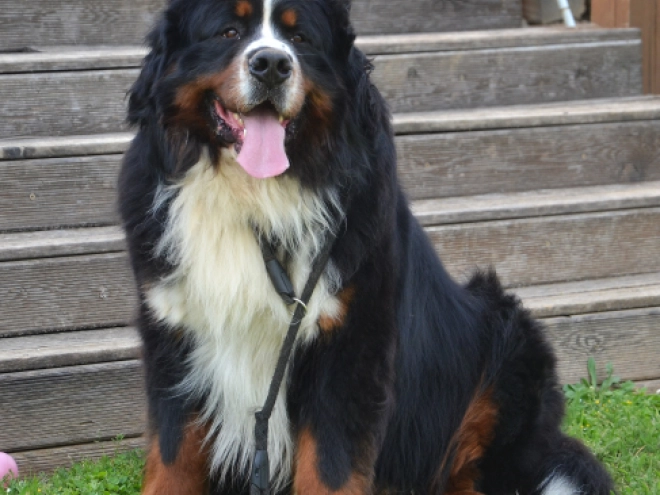 Bernese Mountain Dog puppy for sale