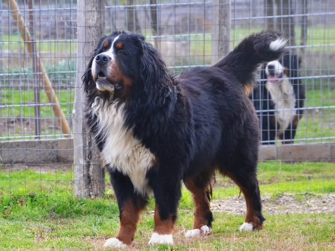 Bernese Mountain Dog puppy for sale