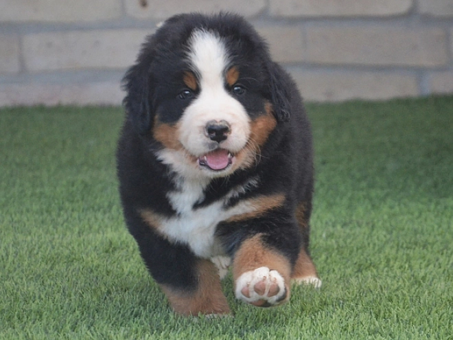 Berner Sennenhund Welpe kaufen