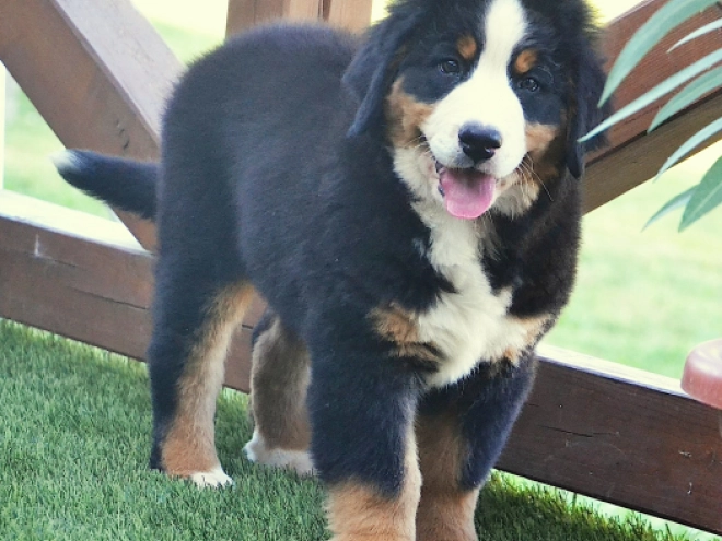 Berner Sennenhund Welpe kaufen