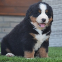 Isabela, tricolor Bernese Mountain Dog for sale