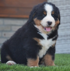 Berner Sennenhund Welpe kaufen