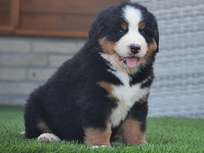 Berner Sennenhund Welpe kaufen