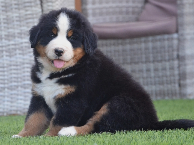 Berner Sennenhund Welpe kaufen