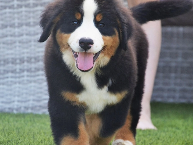 Berner Sennenhund Welpe kaufen