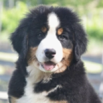 Isabela, tricolor Berner Sennenhund Welpen kaufen