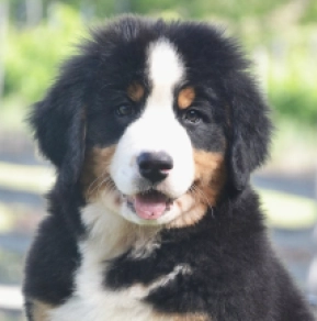 Isabela, tricolor Berner Sennenhund Welpen kaufen