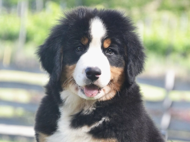 Berner Sennenhund Welpe kaufen