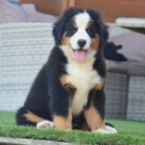 Nanna, tricolor Berner Sennenhund Welpen kaufen