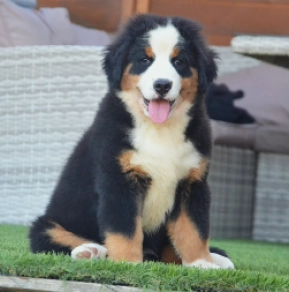 Bernese Mountain Dog puppy for sale
