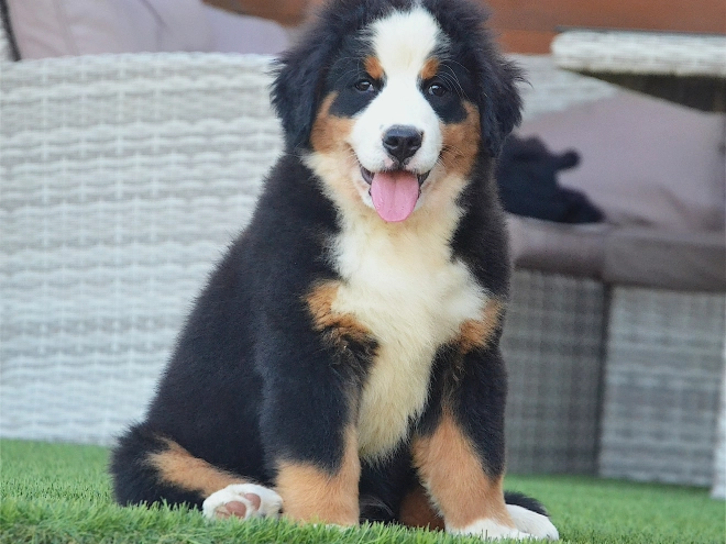 Berner Sennenhund Welpe kaufen