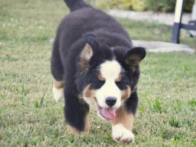 Berner Sennenhund Welpe kaufen