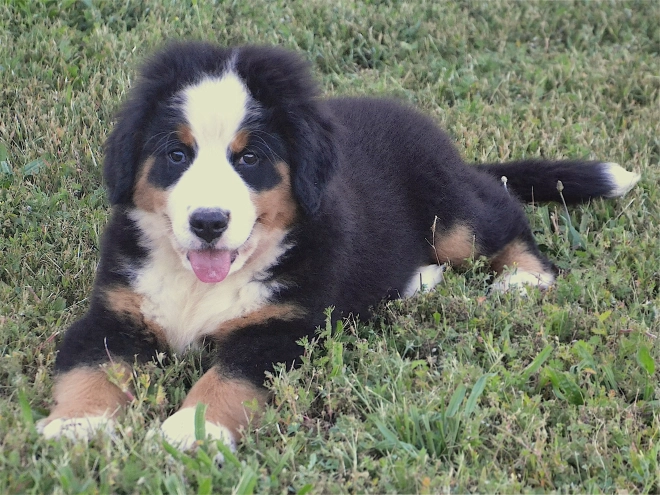 Berner Sennenhund Welpe kaufen