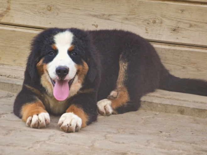 Perros Boyero de Berna en venta