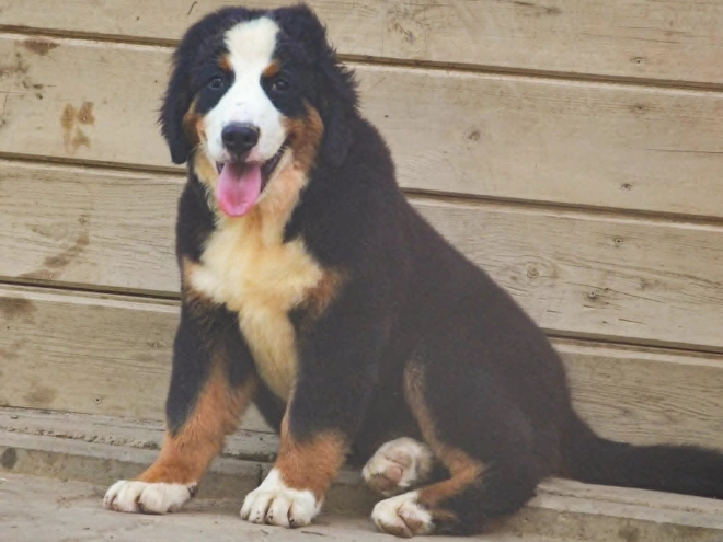 Perros Boyero de Berna en venta