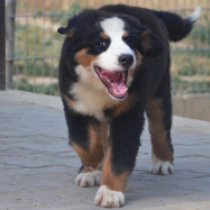 Nanna, tricolor Bernese Mountain Dog for sale