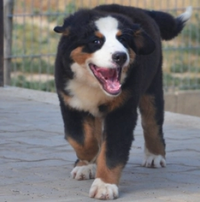 Berner Sennenhund Welpe kaufen