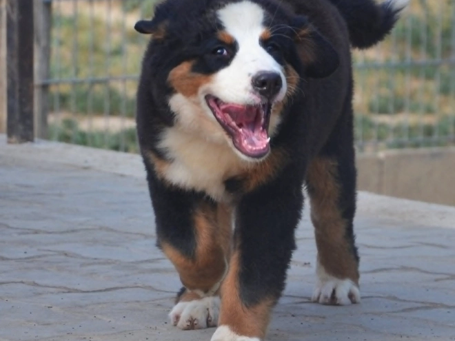 Perros Boyero de Berna en venta