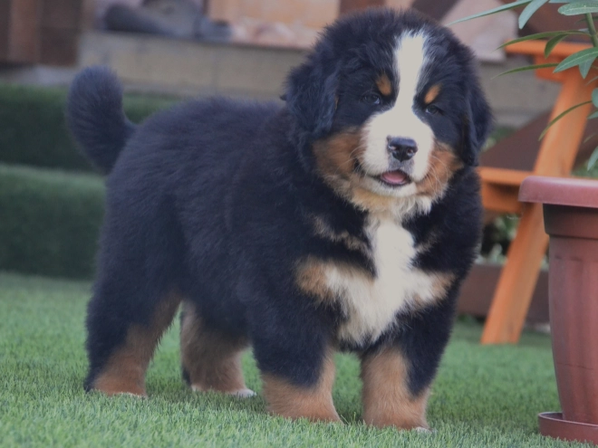 Berner Sennenhund Welpe kaufen