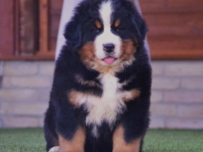 Berner Sennenhund Welpe kaufen