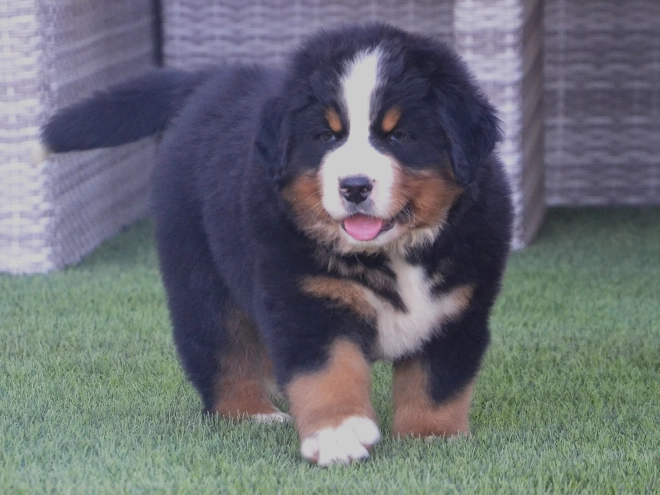 Berner Sennenhund Welpe kaufen