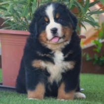Guinness, tricolor Bernese Mountain Dog for sale