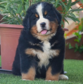 Berner Sennenhund Welpe kaufen