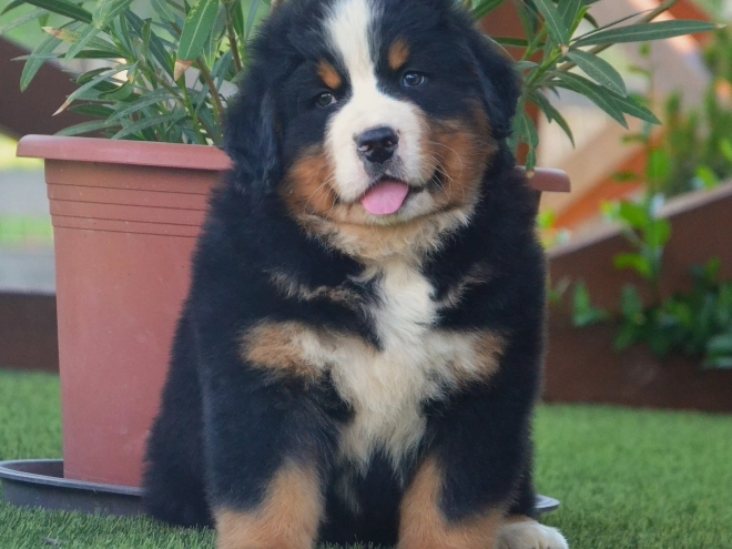 Berner Sennenhund Welpe kaufen