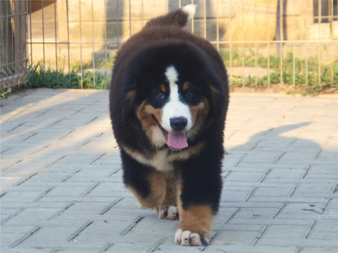 Berner Sennenhund Welpe kaufen