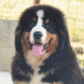 Bernese Mountain Dog puppy for sale