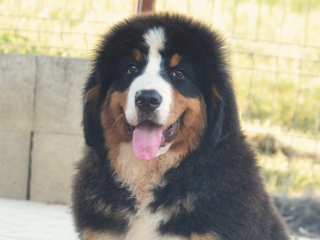 Berner Sennenhund Welpe kaufen