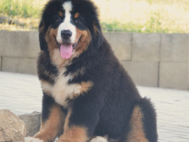 Berner Sennenhund Welpe kaufen