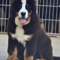 Utah, tricolor Bernese Mountain Dog for sale
