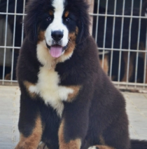 Bernese Mountain Dog puppy for sale