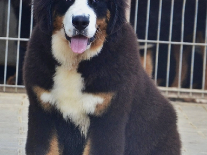 Bernese Mountain Dog puppy for sale