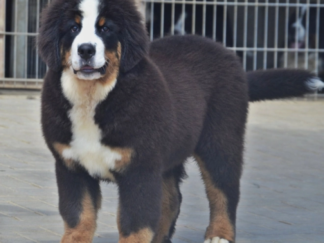 Bernese Mountain Dog puppy for sale