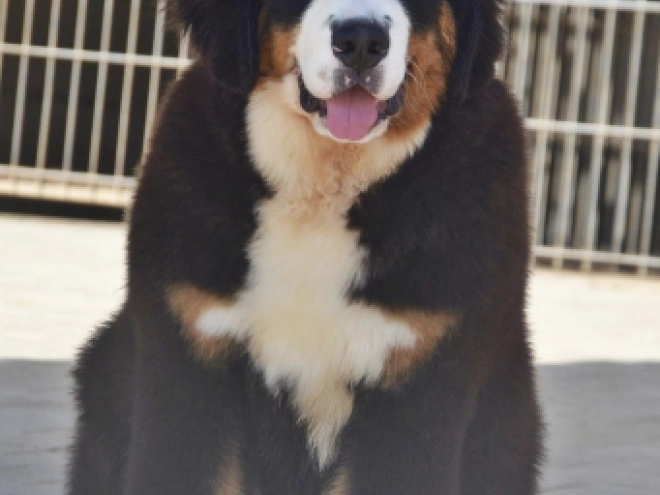 Bernese Mountain Dog puppy for sale