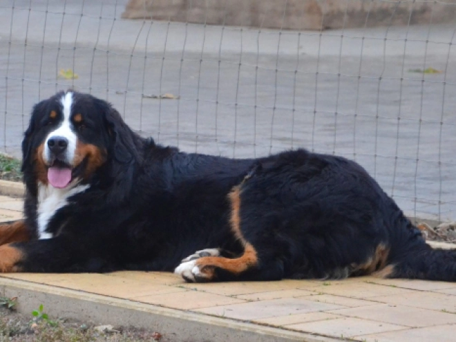 Berner Sennenhund Welpe kaufen
