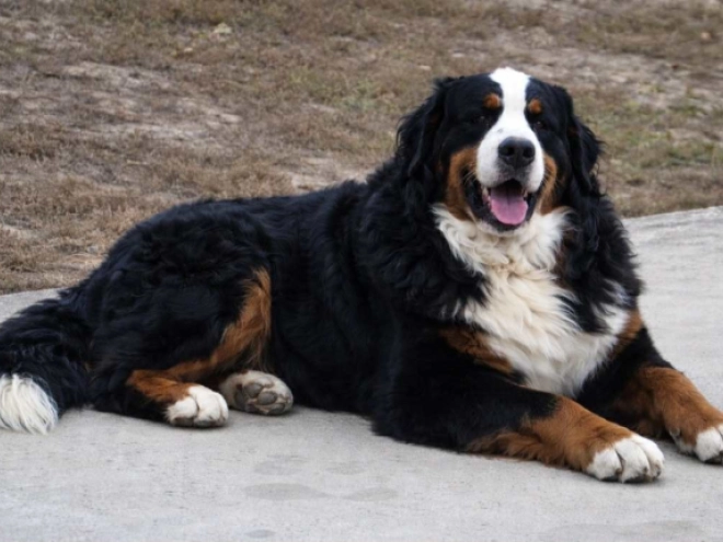 Berner Sennenhund Welpe kaufen